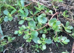 亚洲国产青草视频,探寻东方田园风情